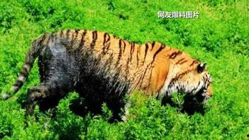 南昌黑虎爆料视频,一窥城市背后真相  第2张 南昌黑虎爆料视频,一窥城市背后真相  第2张