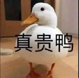 爆料鸭子吃药视频播放,网络热传鸭子吃药视频背后的真相  第2张 爆料鸭子吃药视频播放,网络热传鸭子吃药视频背后的真相  第2张