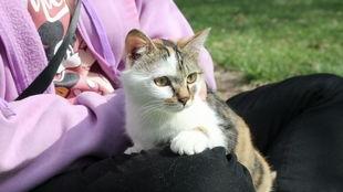 流浪猫爆料视频大全,揭秘视频大全背后的感人故事  第3张 流浪猫爆料视频大全,揭秘视频大全背后的感人故事  第3张