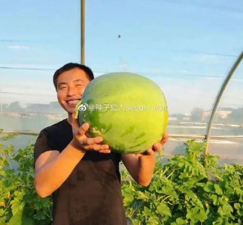 西瓜视频吃瓜猪娱乐,西瓜视频热门搞笑内容盘点  第2张 西瓜视频吃瓜猪娱乐,西瓜视频热门搞笑内容盘点  第2张